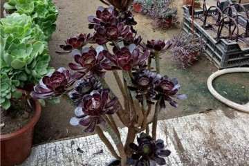 什么多肉植物爱开花 图片