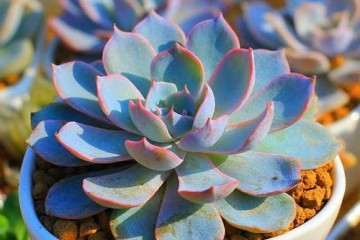 介绍2个爱开花的多肉 五十铃玉与蓝石莲