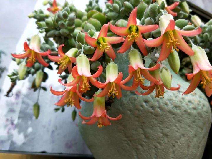 哪些多肉植物爱开花 看这3个 图片