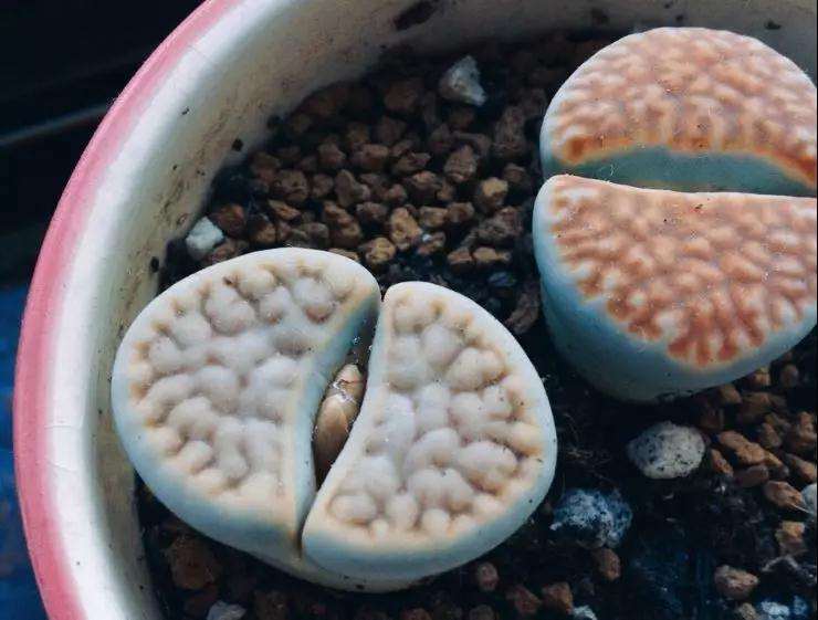 哪些多肉植物爱开花 看这3个 图片