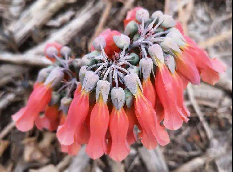哪些多肉植物爱开花 看这3个 图片