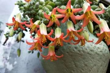 哪些多肉植物爱开花 看这3个 图片