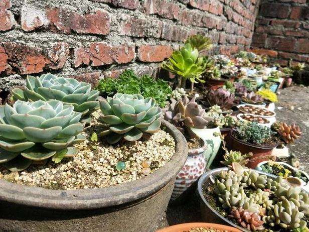 南方多肉植物怎么度夏的4个方法 图片
