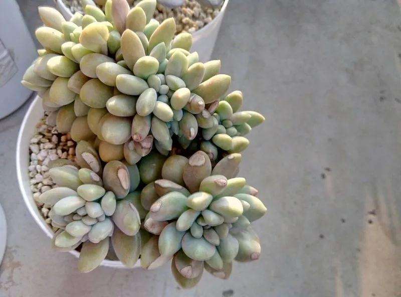 南方多肉植物怎么度夏的4个方法 图片