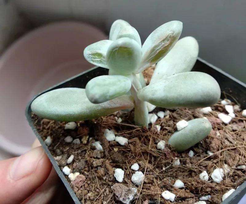 南方多肉植物怎么度夏的4个方法 图片