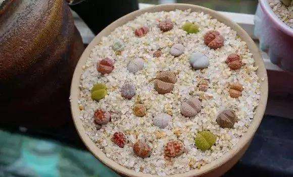 南方多肉植物怎么度夏的4个方法 图片