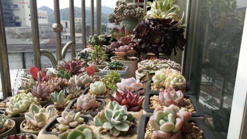 北方多肉植物怎么上色的2个方法 图片
