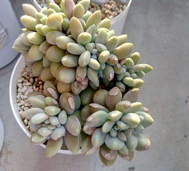 北方多肉植物怎么上色的2个方法 图片