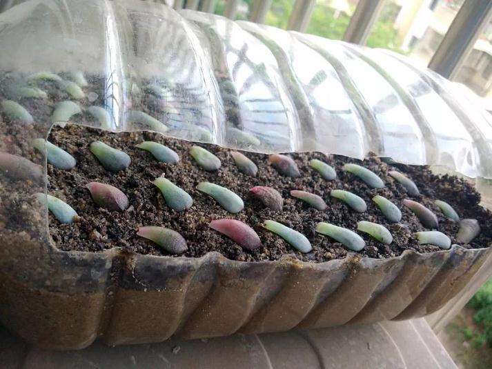 多肉植物怎么用油桶扦插的方法 图片