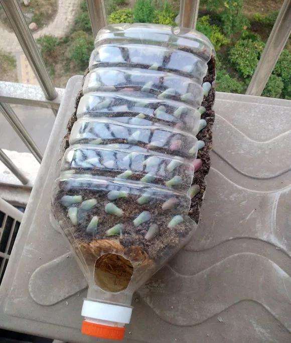 多肉植物怎么用油桶扦插的方法 图片