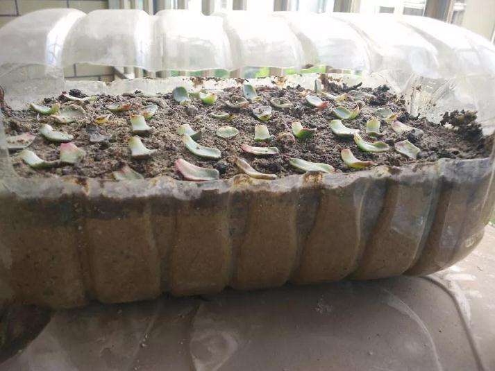 多肉植物怎么用油桶扦插的方法 图片