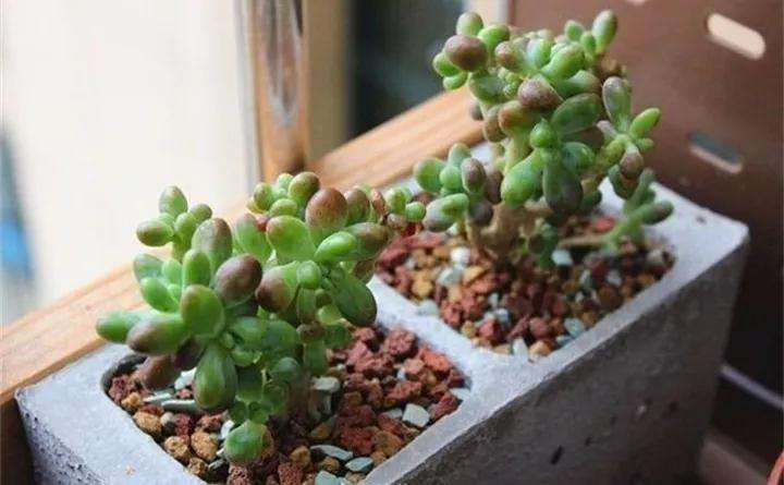 怎么用泡沫箱水泥做多肉花盆的方法 图片