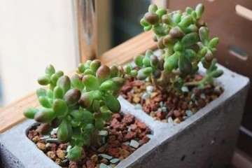 怎么用泡沫箱水泥做多肉花盆的方法 图片