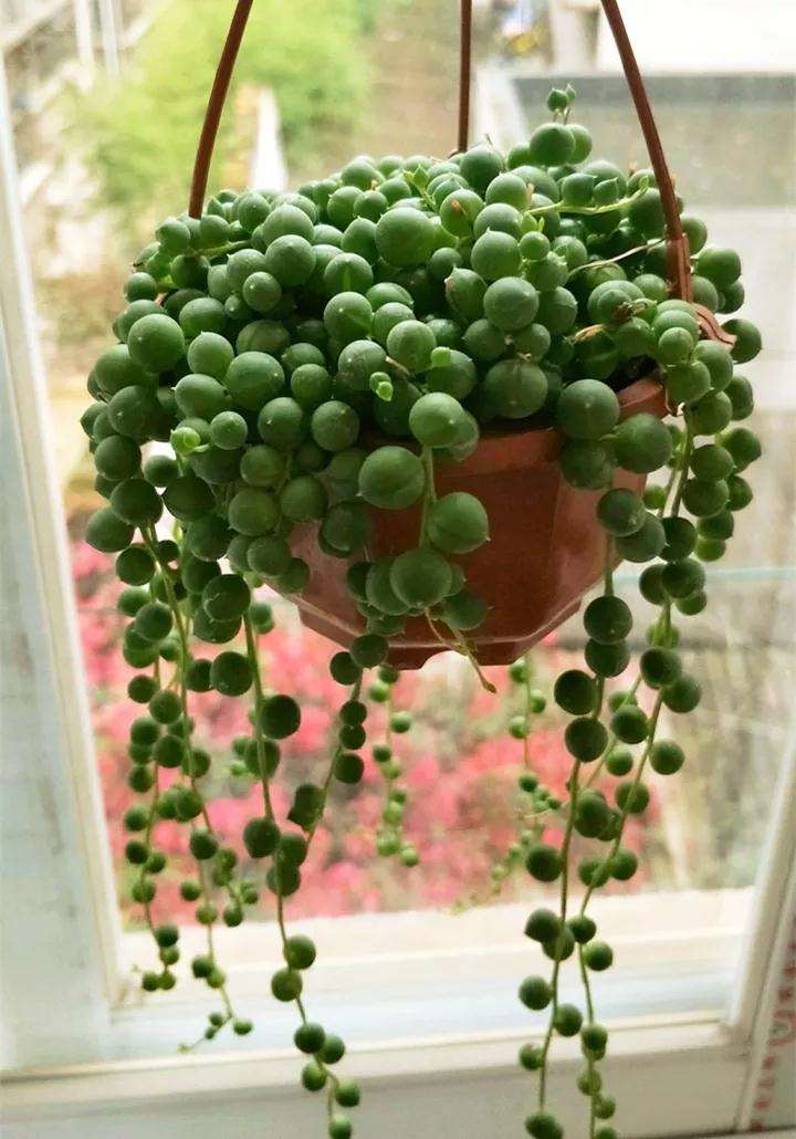 春天佛珠多肉的4个养护技巧 图片