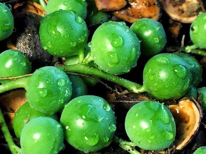 春天佛珠多肉的4个养护技巧 图片