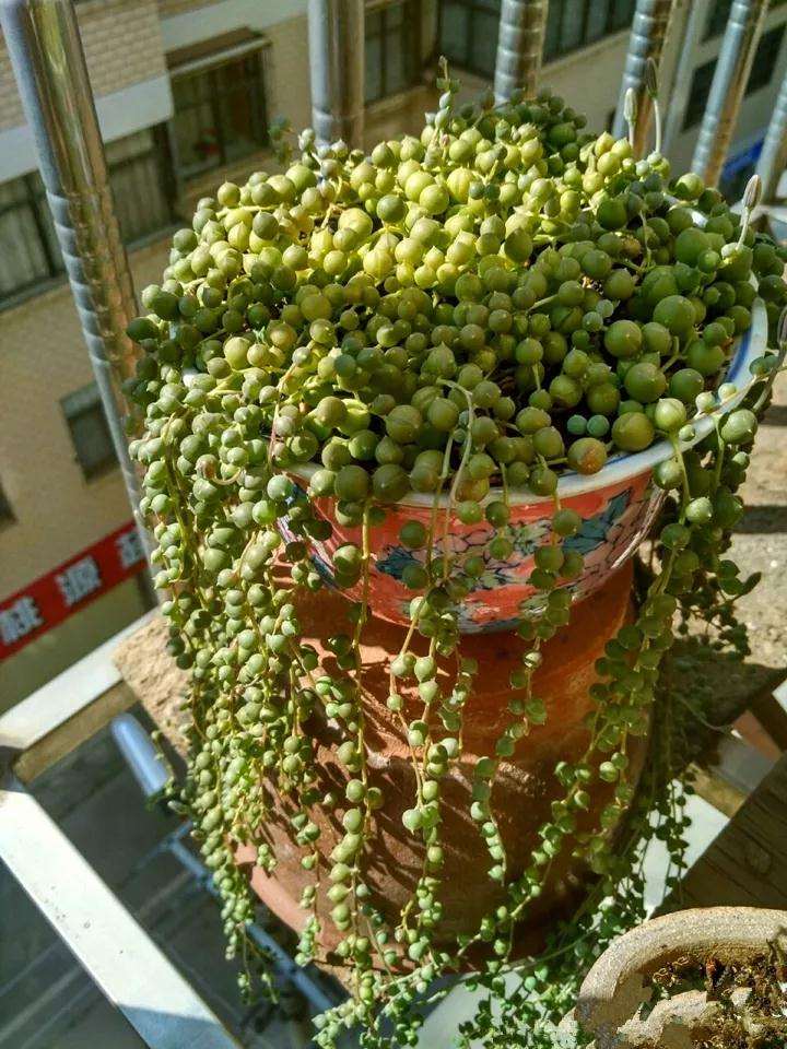 春天佛珠多肉的4个养护技巧 图片