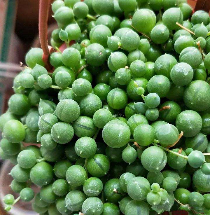 春天佛珠多肉的4个养护技巧 图片