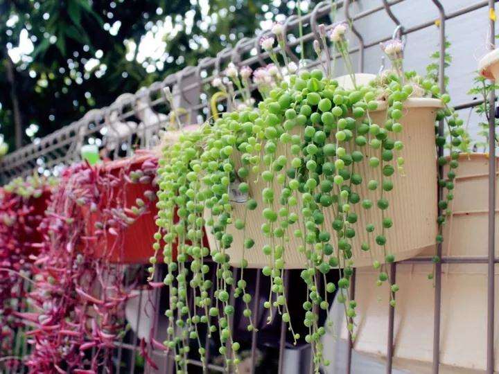 春天佛珠多肉的4个养护技巧 图片