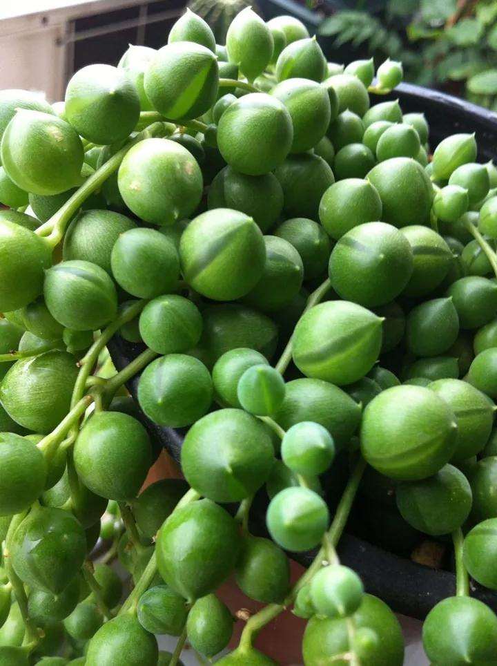 养佛珠多肉的4个常见问题 图片