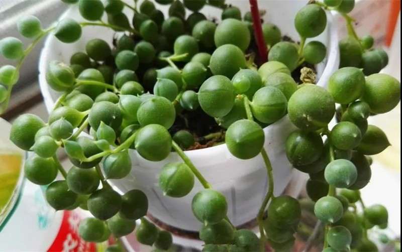 养佛珠多肉的4个常见问题 图片