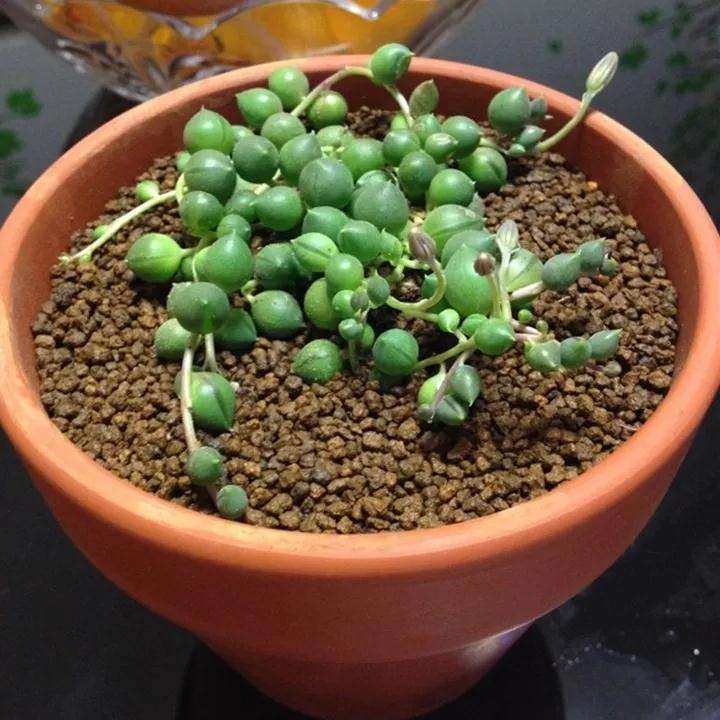 养佛珠多肉的4个常见问题 图片