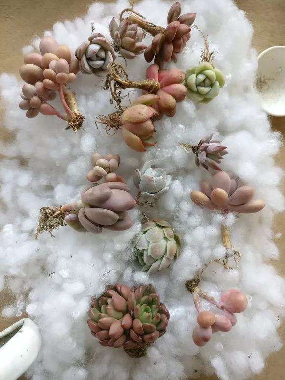 为什么多肉价格下跌 变成白菜价 图片