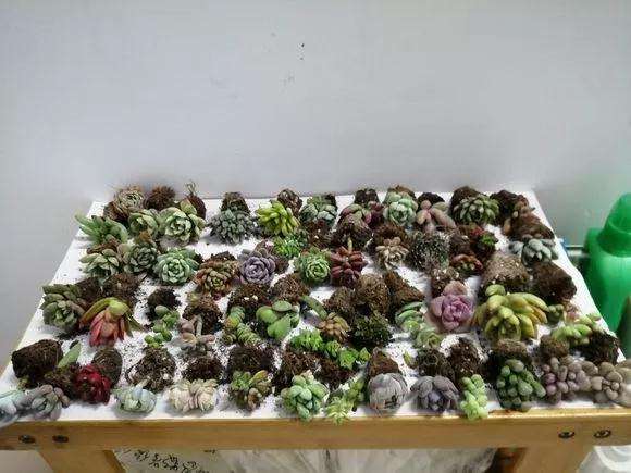 为什么多肉价格下跌 变成白菜价 图片