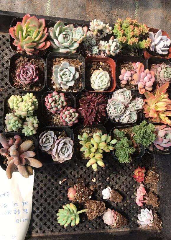 为什么多肉价格下跌 变成白菜价 图片