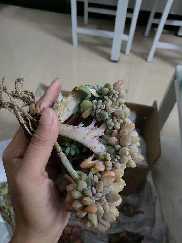 为什么多肉价格下跌 变成白菜价 图片