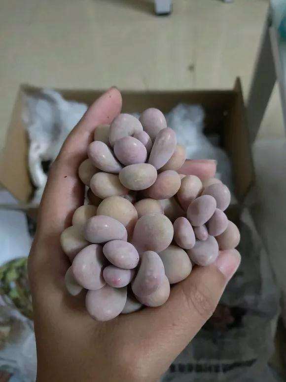 为什么多肉价格下跌 变成白菜价 图片