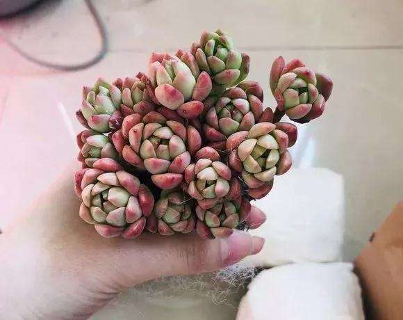 为什么多肉价格下跌 变成白菜价 图片