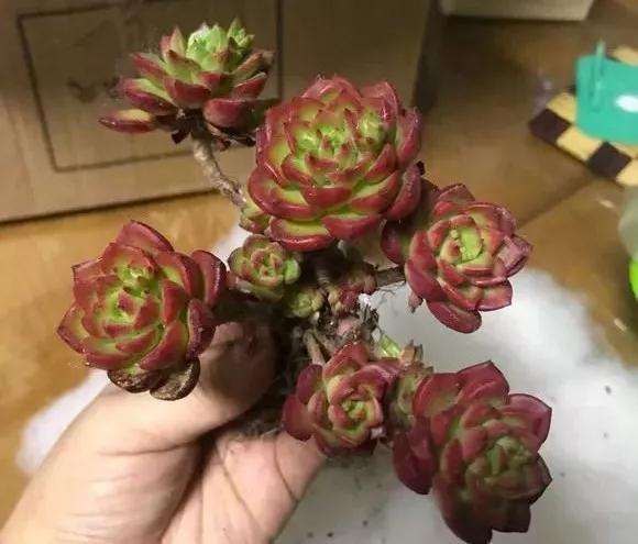 为什么多肉价格下跌 变成白菜价 图片