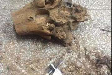 怎么用木桩做多肉花盆的方法 图片