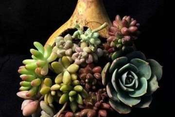 怎么用葫芦瓢制作多肉花盆的方法 图片