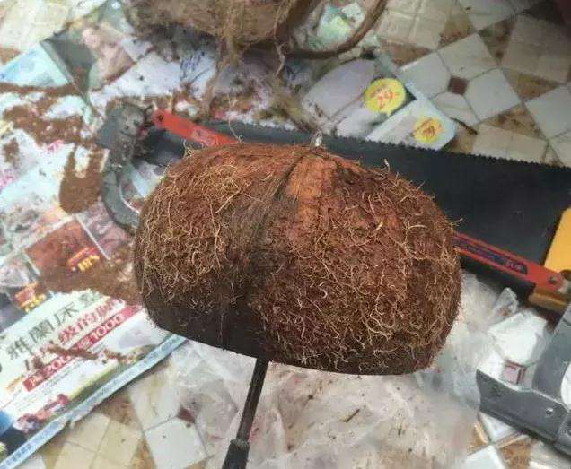 怎么用椰子壳制作多肉花盆的方法 图片