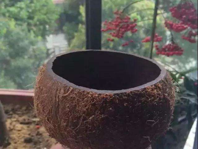 怎么用椰子壳制作多肉花盆的方法 图片