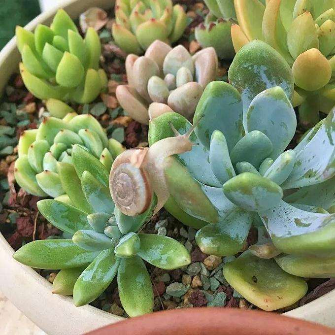 怎么防治多肉植物的蜗牛和小黑飞 图片