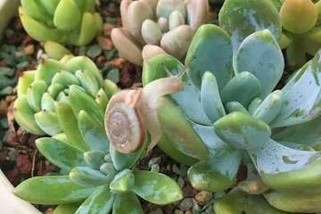 怎么防治多肉植物的蜗牛和小黑飞 图片