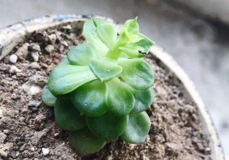多肉植物怎么防治虫卵和蚧壳虫 图片