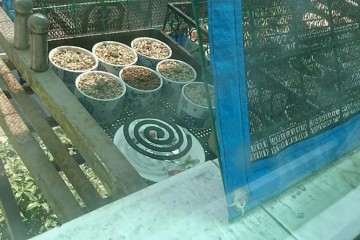 多肉植物怎么防鸟防蚂蚁的方法 图片