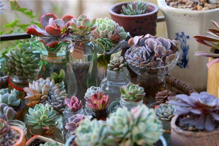 哪些多肉植物可以水培 图片