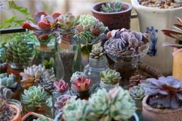 哪些多肉植物可以水培 图片
