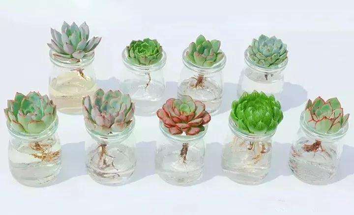 多肉植物用什么容器水培 最好 图片