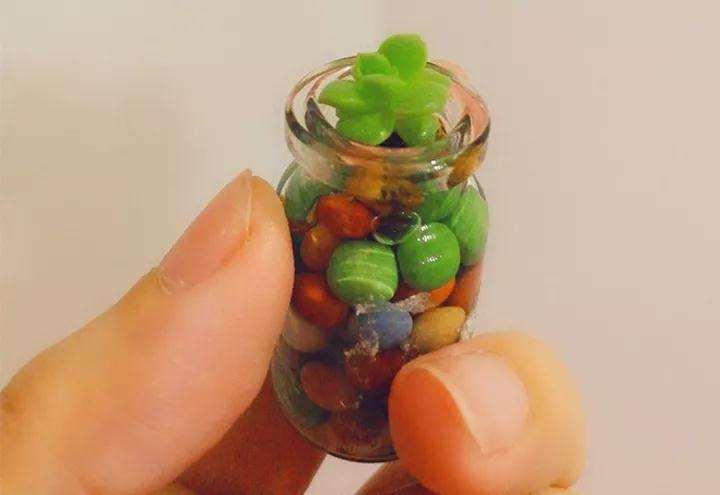 多肉植物用什么容器水培 最好 图片
