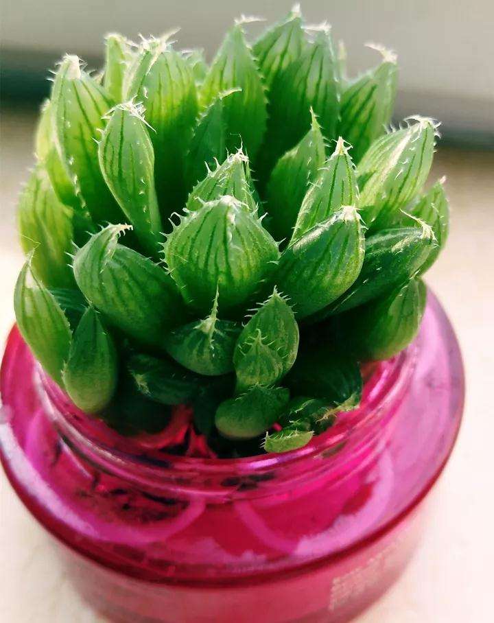 多肉植物用什么容器水培 最好 图片