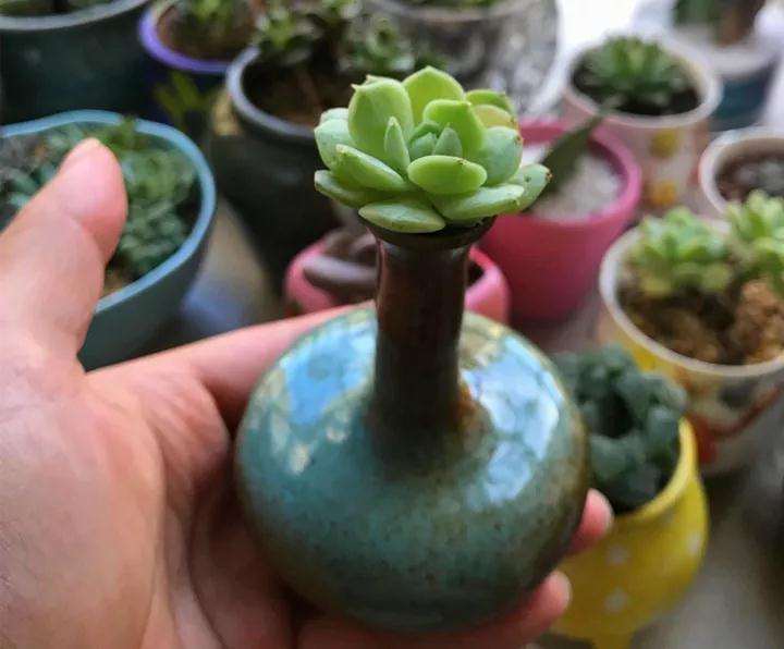 多肉植物用什么容器水培 最好 图片