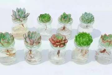 多肉植物用什么容器水培 最好 图片