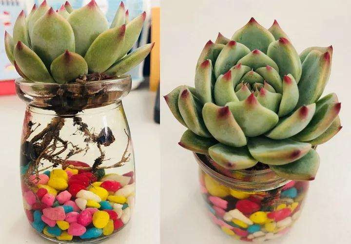 水培多肉植物有什么注意事项 图片