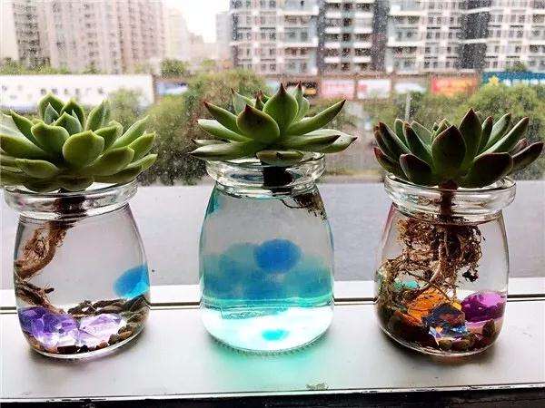 水培多肉植物有什么注意事项 图片