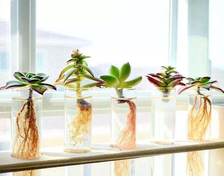 水培多肉植物有什么注意事项 图片